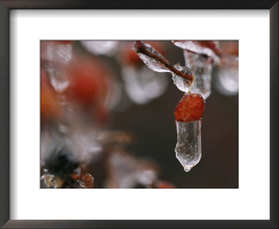 Ice Clings To Rose Hips During A Winter Storm by George F. Mobley Pricing Limited Edition Print image