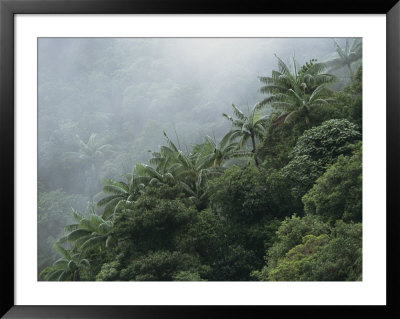 Foggy Rain Forest With Palm Trees On A Taveuni Island Hillside by Tim Laman Pricing Limited Edition Print image