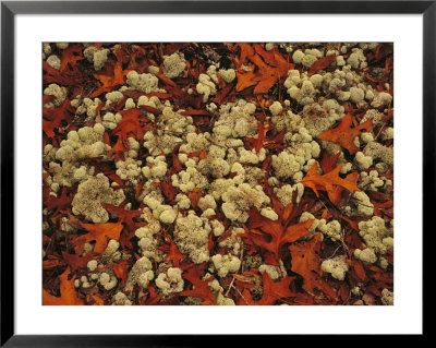 A Tumble Of Fall Colored Oak Leaves And Reindeer Moss Near Lake Waccamaw by Raymond Gehman Pricing Limited Edition Print image