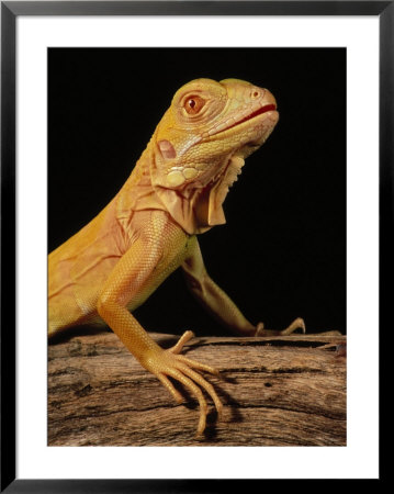 Portrait Of An Albino Green Iguana by Marian Bacon Pricing Limited Edition Print image