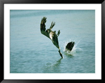Two Brown Pelicans Dive Into Water After Fish by Bill Curtsinger Pricing Limited Edition Print image
