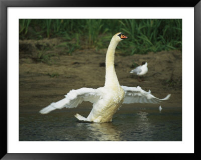 Mute Swan Flapping Its Wings While Standing In Water by Klaus Nigge Pricing Limited Edition Print image