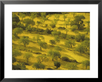 Morning View Of Farmland, Mallorca, Balearics, Spain by Walter Bibikow Pricing Limited Edition Print image