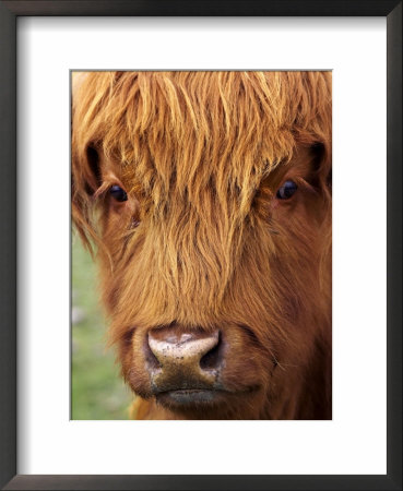 Scottish Cow, Queenstown, South Island, New Zealand by David Wall Pricing Limited Edition Print image