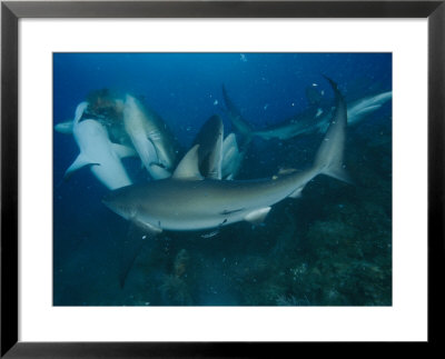 Caribbean Reef Sharks In A Feeding Frenzy by Brian J. Skerry Pricing Limited Edition Print image