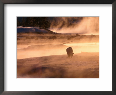 Winter Bison (Bison Bison), Yellowstone National Park, Wyoming, Usa by Carol Polich Pricing Limited Edition Print image