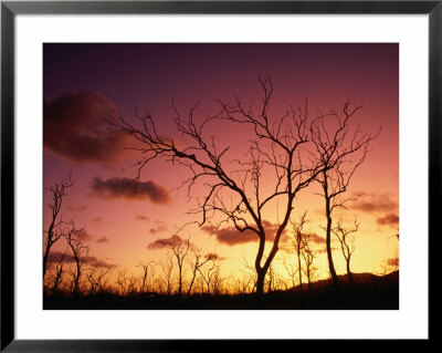 Dead Trees Silhouetted At Sunset, Airlie Beach, Queensland, Australia by John Banagan Pricing Limited Edition Print image
