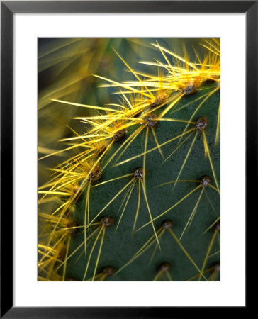 Cactus, Joshua Tree National Park, California, Usa by Janell Davidson Pricing Limited Edition Print image