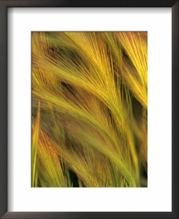 Foxtail Barley by Chuck Haney Pricing Limited Edition Print image
