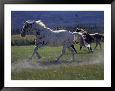 Running Horses At Hartgrave Ranch, Montana, Usa by Darrell Gulin Pricing Limited Edition Print image