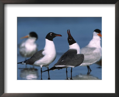 Laughing Gull Courtship Display, Florida, Usa by Charles Sleicher Pricing Limited Edition Print image