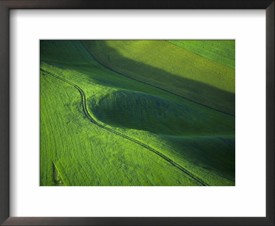 View Of Spring Wheat, Palouse, Washington, Usa by Terry Eggers Pricing Limited Edition Print image
