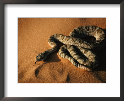 Great Basin Rattlesnake, A Subspecies Of The Western Rattler, Utah, Usa by Karl Lehmann Pricing Limited Edition Print image