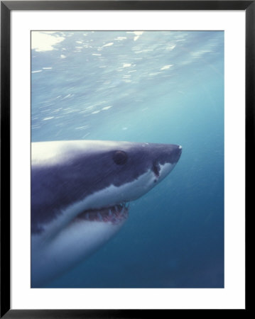Underwater View Of A Great White Shark, South Africa by Stuart Westmoreland Pricing Limited Edition Print image