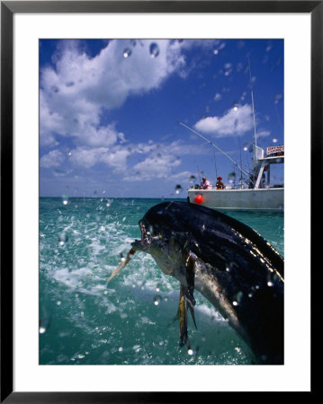 Jumping Dolphin Fish, Florida, Usa by Greg Johnston Pricing Limited Edition Print image