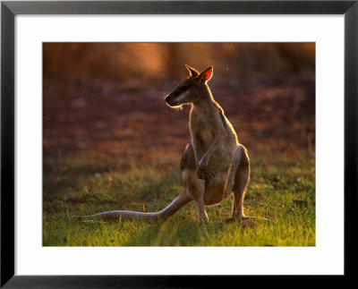 Agile Wallaby (Macropus Agilis), Kakadu National Park, Australia by Mitch Reardon Pricing Limited Edition Print image
