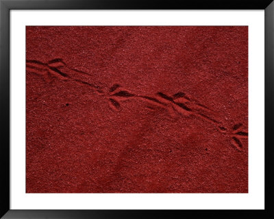 Animal Tracks In Perry Sandhills, Wentworth, Australia by Cheryl Conlon Pricing Limited Edition Print image