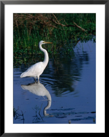 Great Egret (Ardea Alba), Kakadu National Park, Australia by Mitch Reardon Pricing Limited Edition Print image