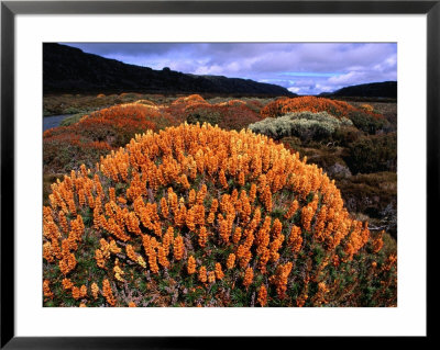 Richea Scoparia, Endemic Alpine Summer Wildflower, Ben Lomond National Park, Tasmania, Australia by Grant Dixon Pricing Limited Edition Print image