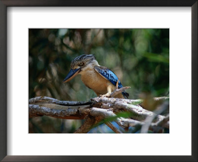 Blue Winged Kookaburra (Decelo Leachii), Kakadu National Park, Australia by Mitch Reardon Pricing Limited Edition Print image
