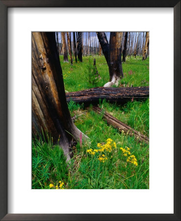 Blackened Trunks And Verdant Growth After Bushfire, Yellowstone National Park, Wyoming, Usa by Gareth Mccormack Pricing Limited Edition Print image