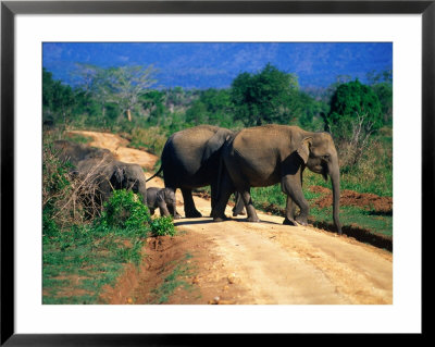 Elephant Family Crossing Road Uda Walawe National Park, Sabaragamuwa, Sri Lanka by Michael Aw Pricing Limited Edition Print image