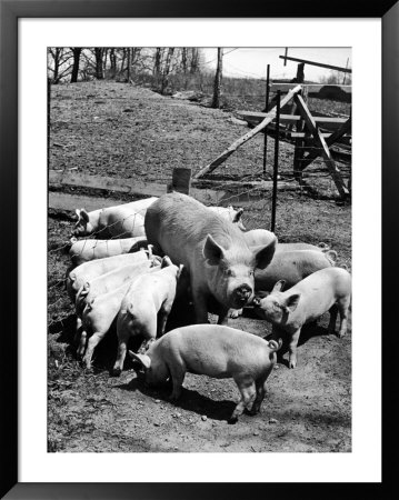 Championship Yorkshire Mother Pig With Babies by Francis Miller Pricing Limited Edition Print image