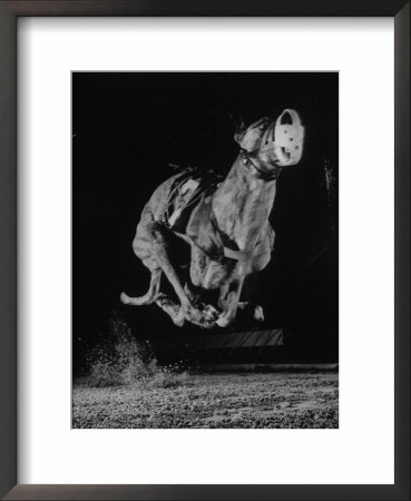 Muzzled Greyhound Captured At Full Speed By High Speed Camera In Race At Wonderland Track by Gjon Mili Pricing Limited Edition Print image