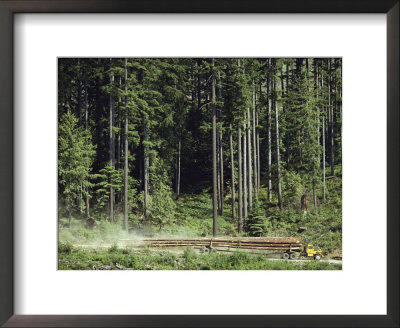 A Truck Transporting Freshly Cut Logs Out Of The Forest by Kenneth Garrett Pricing Limited Edition Print image