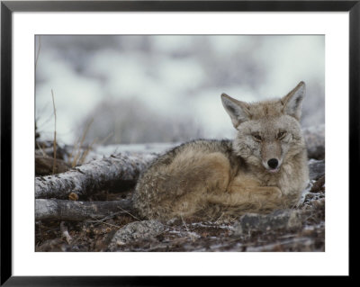 A Coyote (Canis Latrans) Curled Up On The Ground by Tom Murphy Pricing Limited Edition Print image