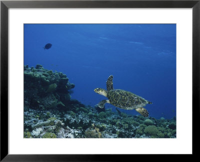 An Endangered Hawksbill Turtle Swims Over A Reef by George Grall Pricing Limited Edition Print image