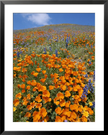 California Poppies And Lupines Fill A Landscape With A Golden Glow by Rich Reid Pricing Limited Edition Print image