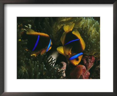 Orange-Fin Anemonefish Inspects Eggs Laid By Mate In Sea Anemone by Paul Nicklen Pricing Limited Edition Print image