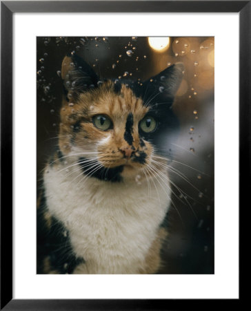 Portrait Of A Cat by James L. Stanfield Pricing Limited Edition Print image