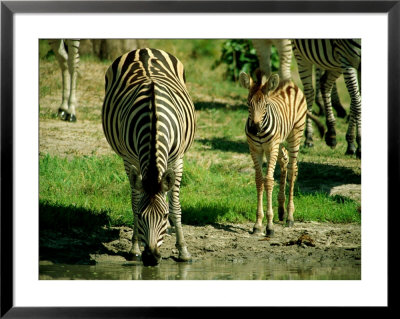 Plains Zebras Drink From A Water Hole by Beverly Joubert Pricing Limited Edition Print image