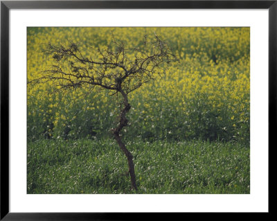 A View Of A Mustard Field, Grown For The Oil, In The Southern Countryside Of Rajasthan State by Bill Ellzey Pricing Limited Edition Print image