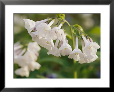 Close View Of Bluebell Flowers by Stephen Alvarez Pricing Limited Edition Print image