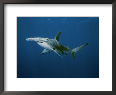 Great Hammerhead Shark by Brian J. Skerry Pricing Limited Edition Print image