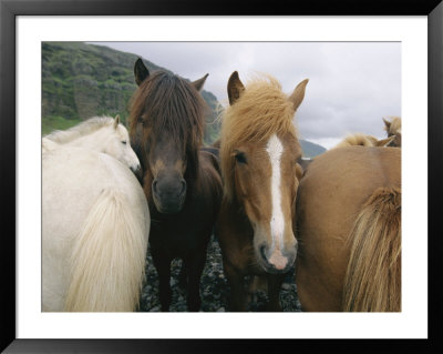 Horses Huddle Together by Sisse Brimberg Pricing Limited Edition Print image