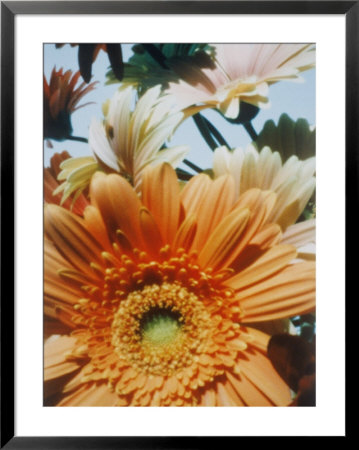 A Close-Up Of Daisies by Sisse Brimberg Pricing Limited Edition Print image