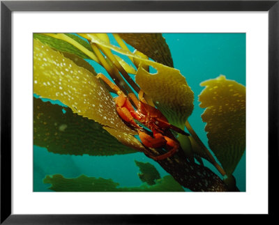 Red Crab On A Kelp Plant, Close View by Bill Curtsinger Pricing Limited Edition Print image