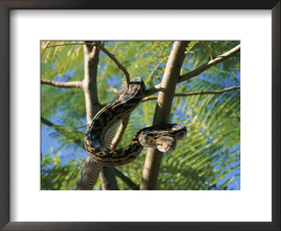 An Amythystine Python Slithers Through The Tree Branches by Roy Toft Pricing Limited Edition Print image