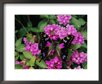 A Purple Passion Butterfly Lands On Pink Flowers by Roy Toft Pricing Limited Edition Print image