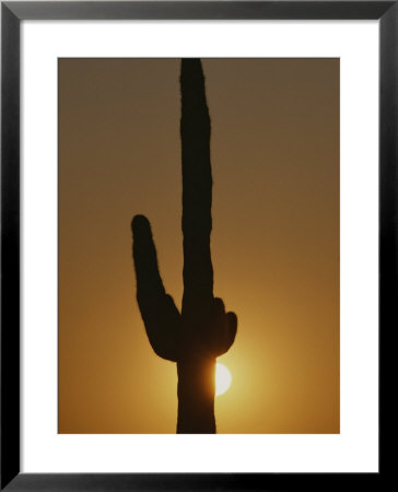 A Setting Sun Silhouettes A Saguaro Cactus by Bates Littlehales Pricing Limited Edition Print image