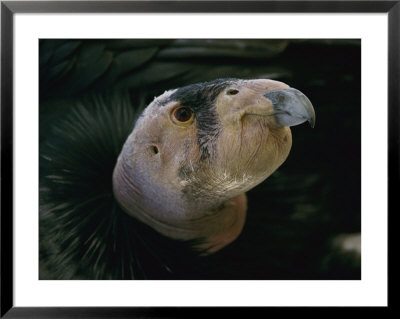 A Young California Condor, The First Hatchling Born In Captivity by Roy Toft Pricing Limited Edition Print image