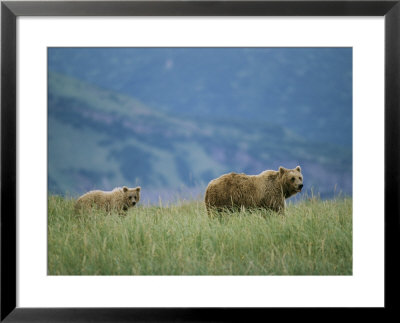 A Juvenile Alaskan Brown Bear Follows Its Mother by Roy Toft Pricing Limited Edition Print image