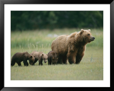 An Alaskan Brown Bear Leads Her Three Cubs by Roy Toft Pricing Limited Edition Print image