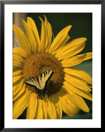 A Yellow Swallowtail Butterfly Sits On A Sunflower In The Sun by Taylor S. Kennedy Pricing Limited Edition Print image