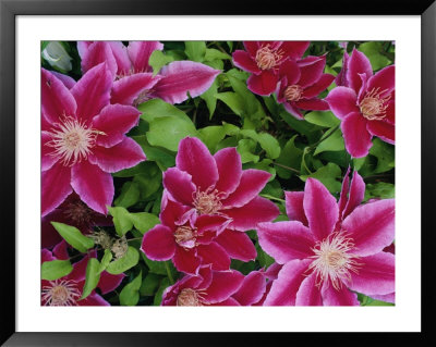 Clematis by George Grall Pricing Limited Edition Print image