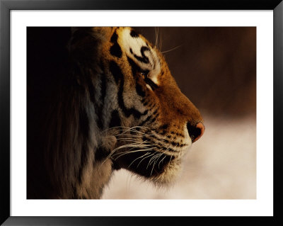 A Close Profile View Of A Siberian Tiger by Marc Moritsch Pricing Limited Edition Print image